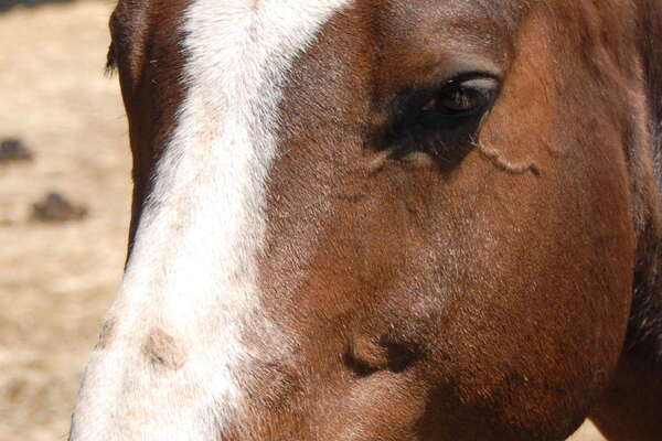 Lord Stirling Stables