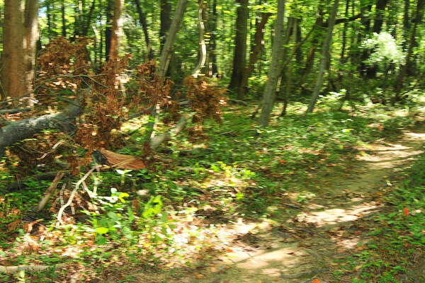 Removing the small tree - Done!