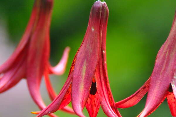 Cross Estate Gardens, 2018
