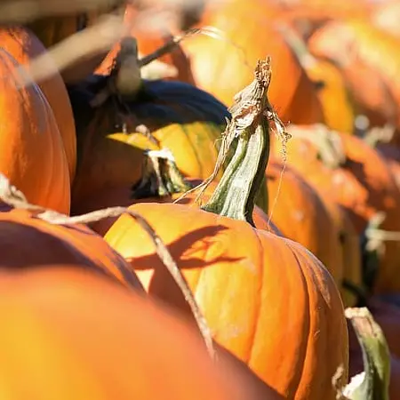 Origins of Halloween Night Hike