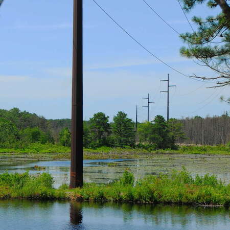 Photos Of: Bunker Hill Bogs (2009) - 07/13/2014