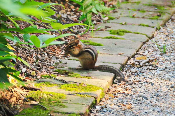 Frelinghuysen Arboretum - June 16th 2014