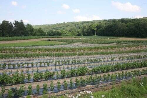 Tranquillity Farms