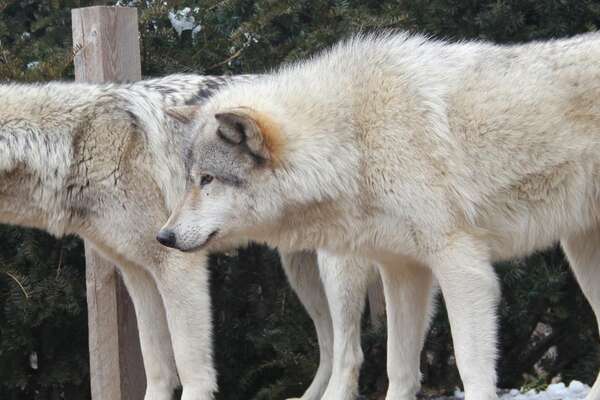 Howling Woods Farm