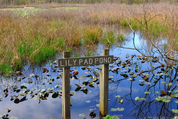 Trails in Lord Stirling Park