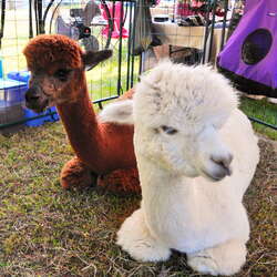 Treasure Grove Ranch