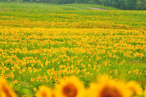 Sussex County Sunflower Maze