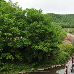 All Aboard the Tioga Central Railroad! (update 2025) - 01/12/2025