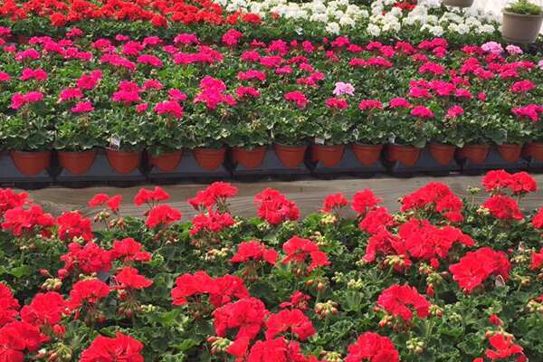 Tranquillity Farms