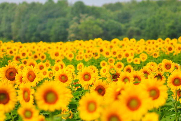 This field goes on forever..