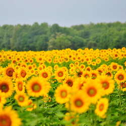 Sussex County Sunflower Maze, Walking the maze - 2013 - 09/02/2013