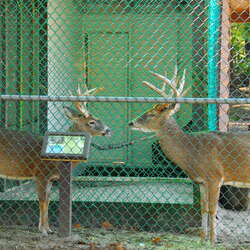 Photos of: Animal Haven at Thompson Park (Middlesex County) - 10/04/2009