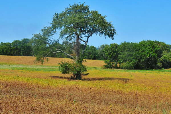 Scenic ride on the Black River and Western Railroad