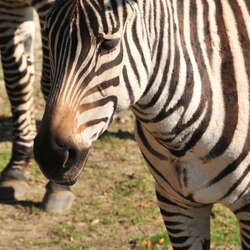 Photos of: Cape May County Park and Zoo -- Furry Things - 04/19/2012