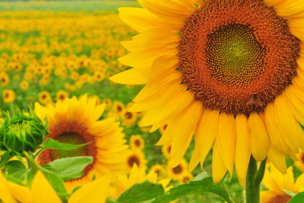 This field goes on forever..