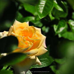 Essex County Rose Garden