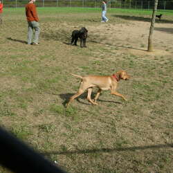 Dog Park at Thompson Park (Monmouth County) - 10/16/2005