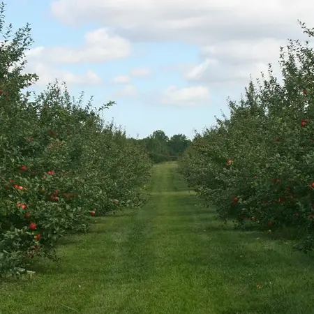 Battleview Orchards