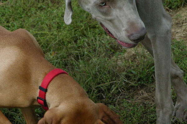 Thompson Park Dog Park Monmouth County