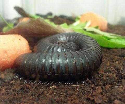 Insectropolis