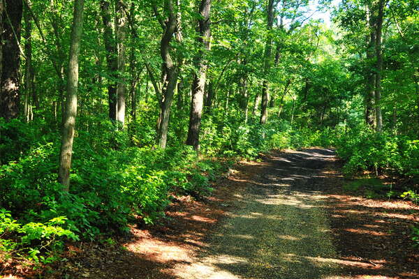 Bear Swamp Trail in Howell