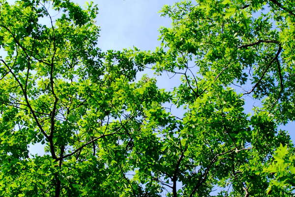 Kittatiny State Park, Sussex