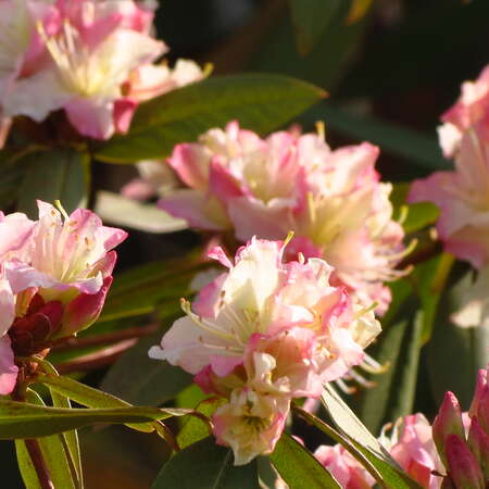 April at Van Vleck House and Garden - 03/27/2018