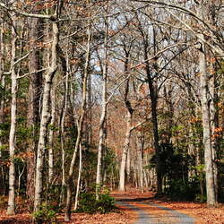 Belleplain State Forest