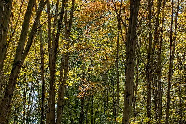 Fall HIking in Lord Sitrling Park
