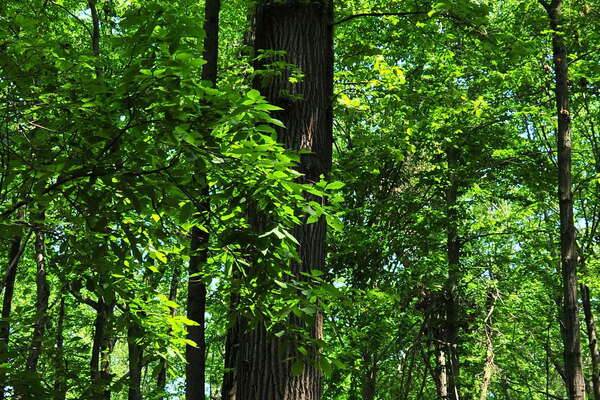 Eagle Rock Reservation