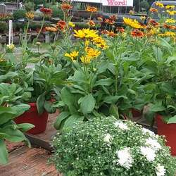 Blackburn Garden Center Sunflower Maze