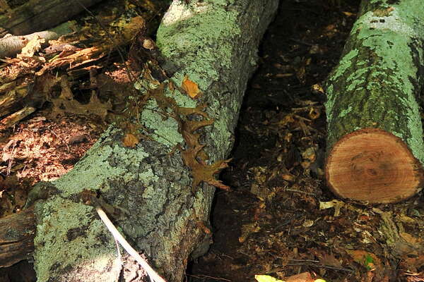 Fixing the log roll - 2