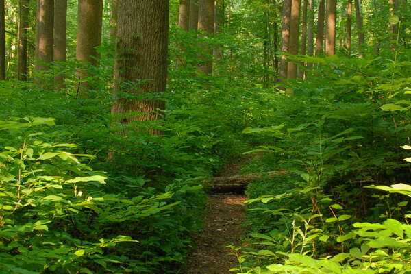 Thick forrest and tall trees.. very nice
