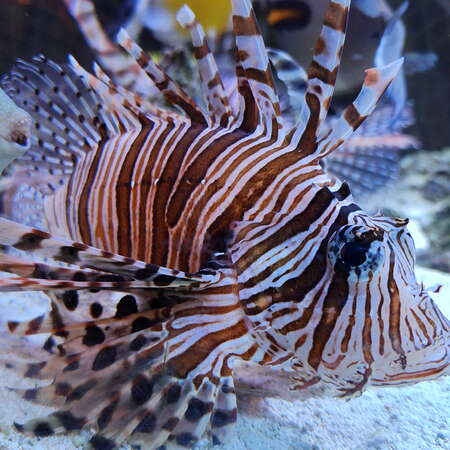 Jenkinson's Aquarium