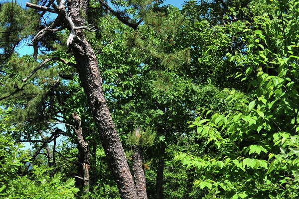 Top of the mountain trails