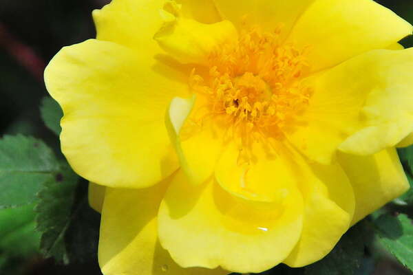 Morven Museum & Garden