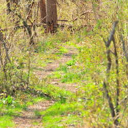 A Springtime Hike at Spruce Run ~2010
