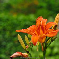 25+ Gardens and Arboretums You Should Visit This Spring!