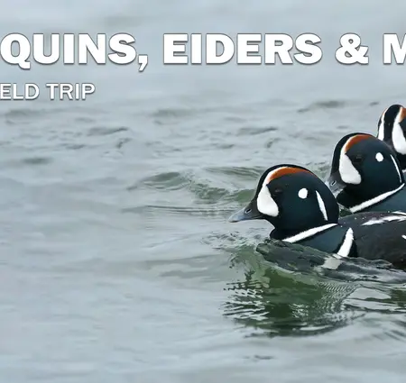 Harlequins, Eiders and More at Barnegat Light