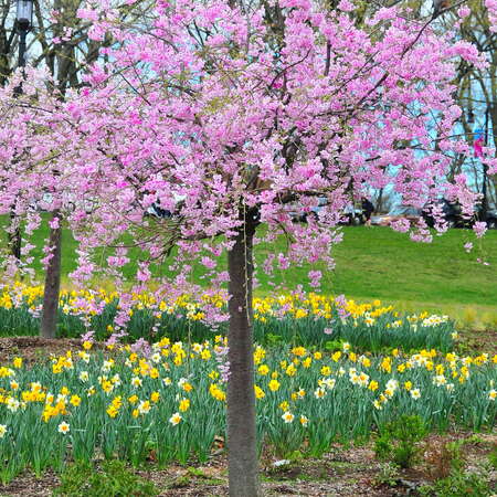 2018 Essex County Cherry Blossom Festival