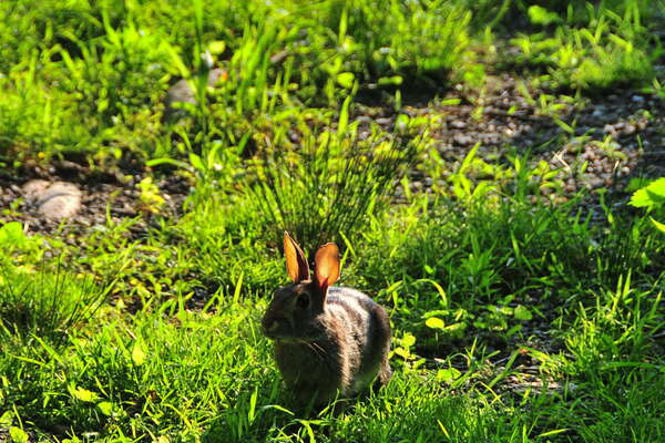 Frelinghuysen Arboretum - June 16th 2014