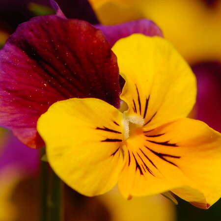 28 Gardens and Arboretums You Should Visit This Spring!