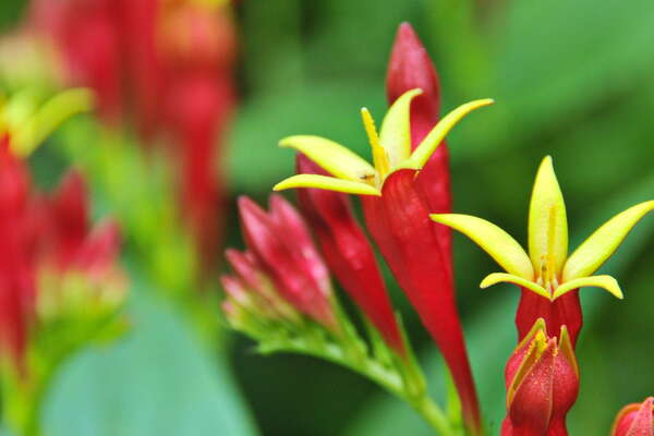 Cross Estate Gardens, 2018