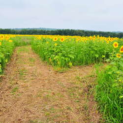 Sussex County Sunflower Maze, Entrance / Paths - 2013 - 09/01/2013