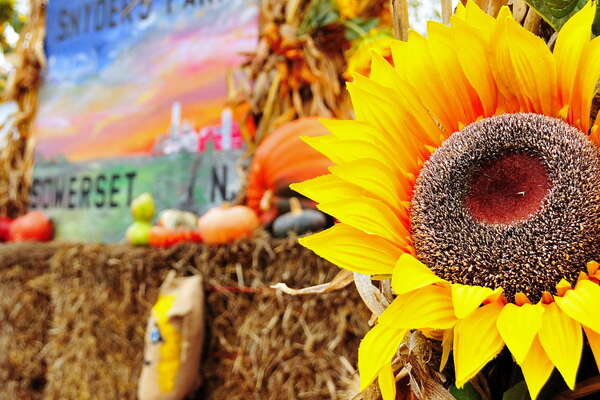 Snyders Farm Fall Festival - 2015