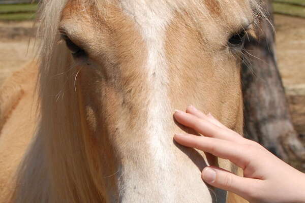 Lord Stirling Stables