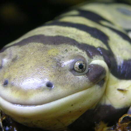 Photos of: Cape May County Park and Zoo -- Birds / Reptiles - 04/19/2012