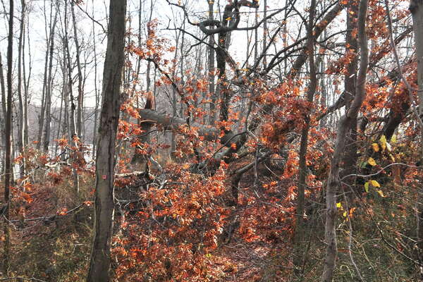 There used to be a trail here as well