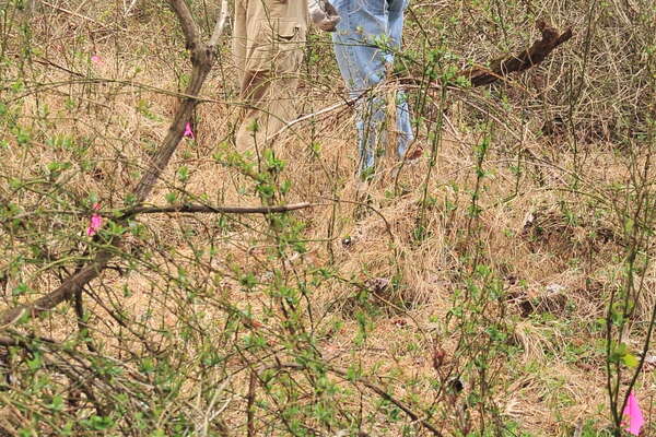 Prepping the wines, trees, and more for surgery