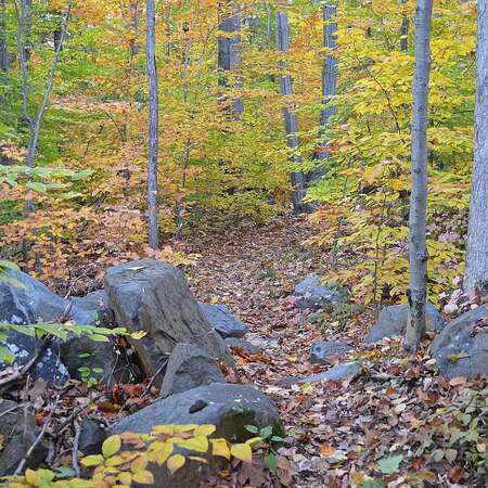 Friends of Herrontown Woods